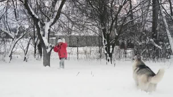 Młoda dziewczyna gra z siberian husky Malamut psa na śniegu na zewnątrz w zwolnionym tempie — Wideo stockowe