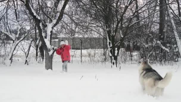 Chica joven jugando con perro husky malamute siberiano en la nieve al aire libre en cámara lenta — Vídeos de Stock