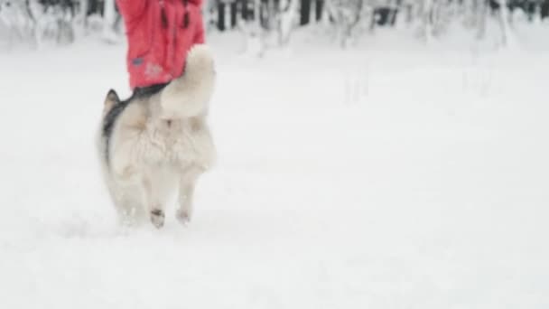 Молодая девушка играет с сибирской хаски маламут собака на снегу на открытом воздухе в замедленной съемке — стоковое видео