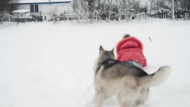 Giovane ragazza che gioca con il cane siberiano husky malamute sulla neve all'aperto al rallentatore — Video Stock