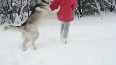 Genç kız açık havada ağır çekimde karda Siberian dış yapraklar malamute köpekle oynamayı