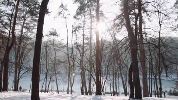 Camminare nel bosco. Parco forestale invernale al tramonto . — Video Stock