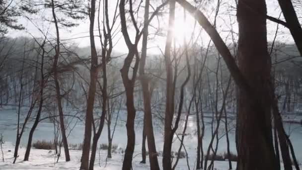 森の中のウォーキング。夕暮れ冬森林公園. — ストック動画