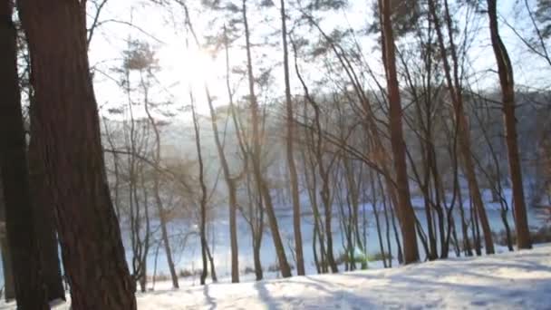 Прогулянки в лісі. Зимовий лісовий парк на заході сонця . — стокове відео