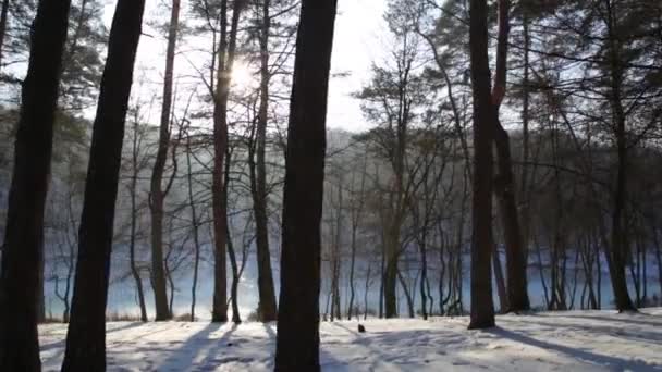 Camminare nel bosco. Parco forestale invernale al tramonto . — Video Stock