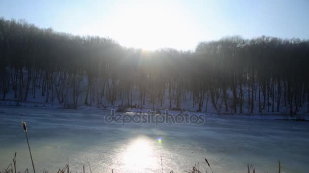 Marcher dans les bois. Parc forestier d'hiver au coucher du soleil . — Video