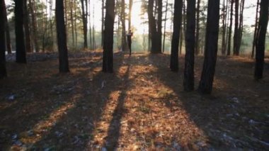 Sportif kadın Yoga nefes egzersizleri günbatımında yapıyor..