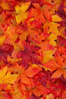 sonbahar yaprakları arka plan