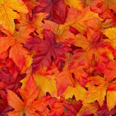 sonbahar yaprakları arka plan