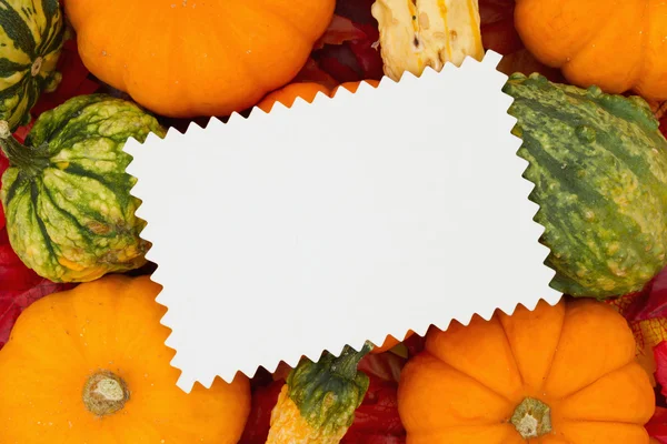 Herfst tafereel met pompoenen en kalebassen — Stockfoto