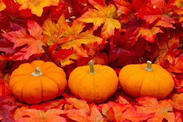 Herbstszene mit einigen Kürbissen — Stockfoto