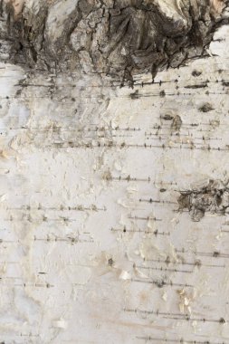 Huş ağacı kabuğu arka plan