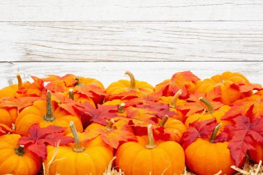 Sonbahar yapraklı turuncu balkabakları samanların üzerinde yıpranmış balkabakları.