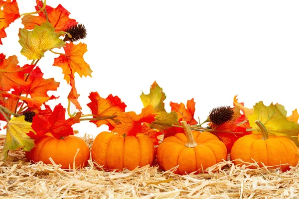 Herfst scène met oranje pompoenen en herfst bladeren op stro hooi iso — Stockfoto