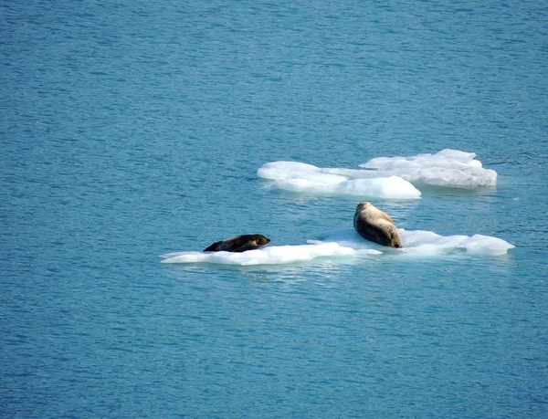 Seal resting on an iceberg in College Fjord, Alaska. — Stock Photo, Image