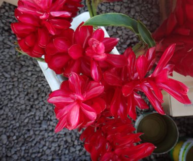 Çiçekler ve bitkilerin taze Pazar Hilo, Hawaii üretmek.