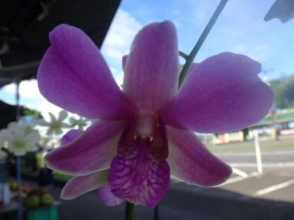 Orchidea Nel Mercato Dei Prodotti Freschi Hilo Hawaii — Foto Stock