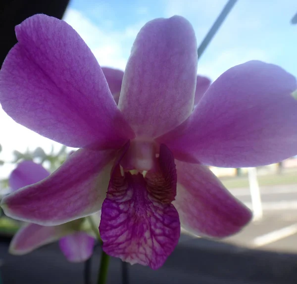 Orchidea Nel Mercato Dei Prodotti Freschi Hilo Hawaii — Foto Stock