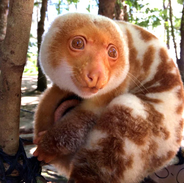 Cuscus (Opossum originario della Papua Nuova Guinea) sull'isola di Doini . — Foto Stock