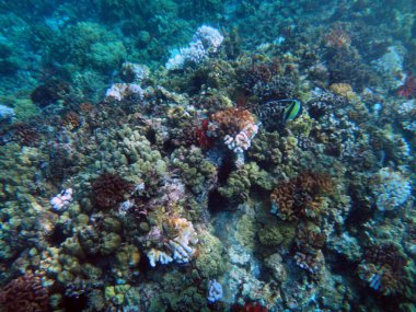 Deniz yaşamını Molokini krater, Maui, Hawaii.