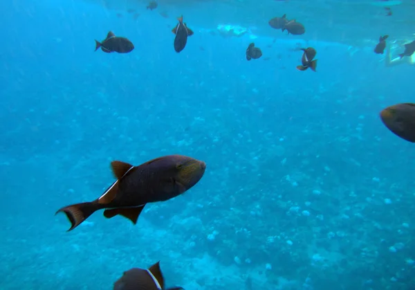 Morze Życie Krateru Molokini Maui Hawaje — Zdjęcie stockowe