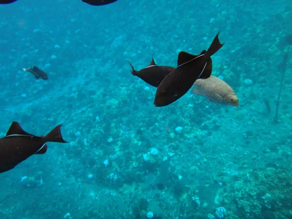 Morze życie krateru Molokini, Maui, Hawaje. — Zdjęcie stockowe