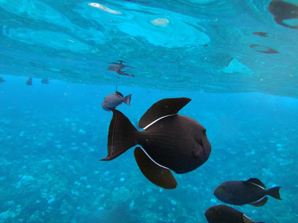 Morze Życie Krateru Molokini Maui Hawaje — Zdjęcie stockowe