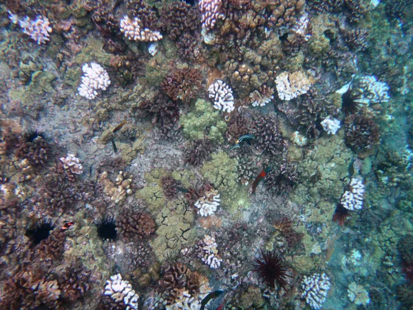 Morze życie krateru Molokini, Maui, Hawaje. — Zdjęcie stockowe