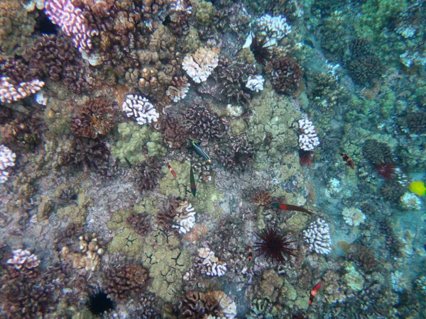 Sea life of Molokini Crater, Maui, Hawaii. — Stock Photo, Image