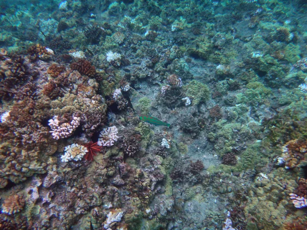 Morze życie krateru Molokini, Maui, Hawaje. — Zdjęcie stockowe