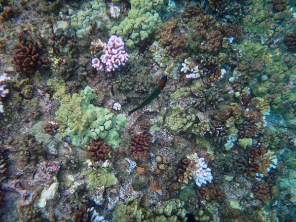 Sea life of Molokini Crater, Maui, Hawaii. — Stock Photo, Image