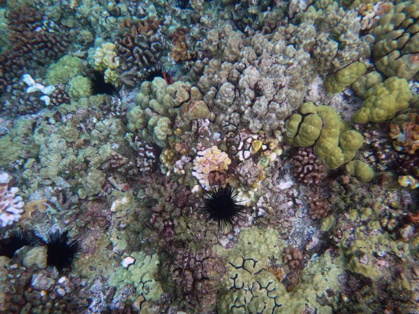 Meeresleben des Molokini-Kraters, maui, hawaii. — Stockfoto