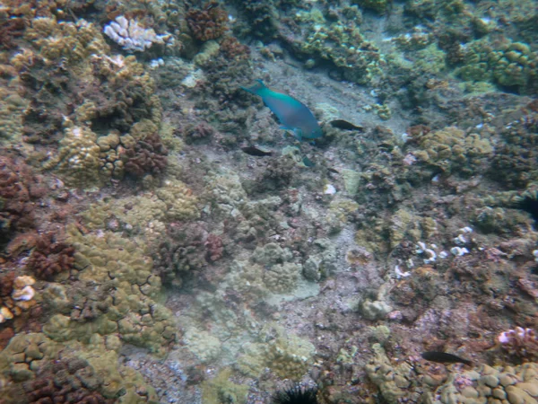 Morze życie krateru Molokini, Maui, Hawaje. — Zdjęcie stockowe