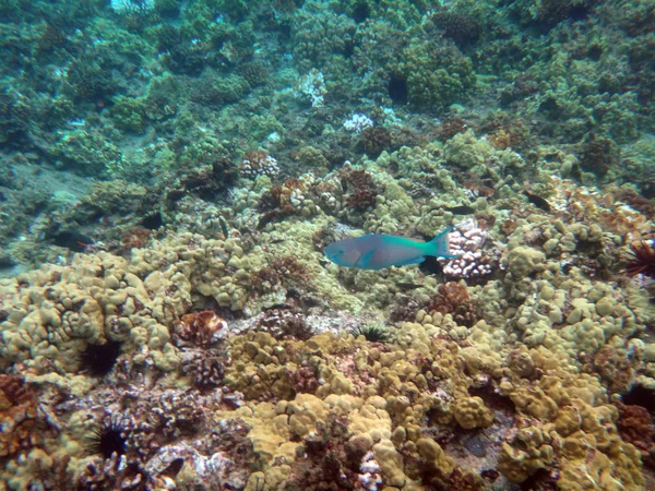 Sea life of Molokini Crater, Maui, Hawaii. — Stock Photo, Image