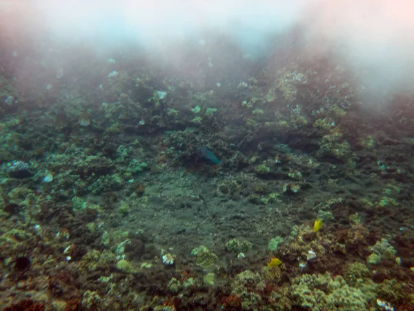 Molokini 분화구, 마우이, 하와이의 바다 생활. — 스톡 사진