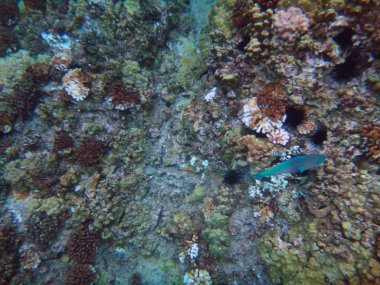Deniz yaşamını Molokini krater, Maui, Hawaii.
