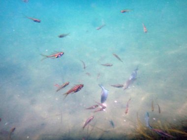 Giriş, Nsw Central Coast Avustralya deniz yaşamı. 