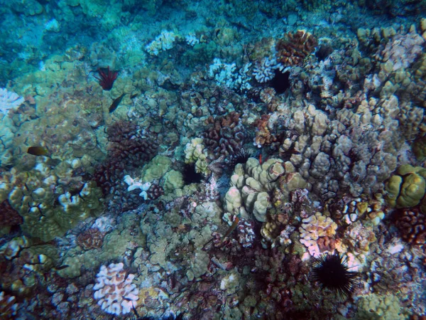 Морская Жизнь Кратера Молокини Мауи Гавайи — стоковое фото