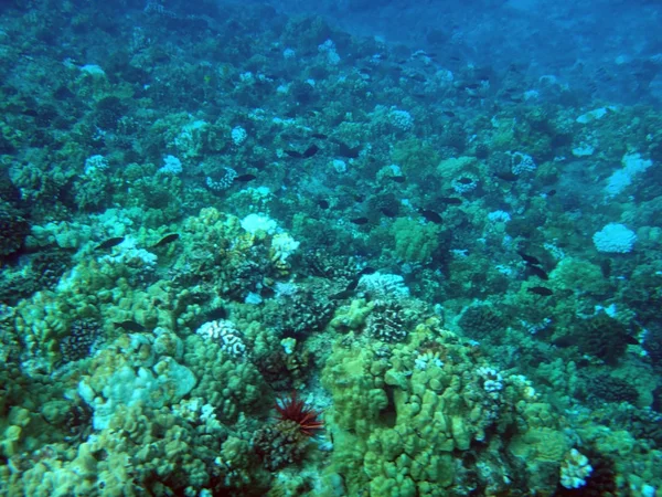 Море життя Molokini кратер, Мауї, Гаваї. — стокове фото