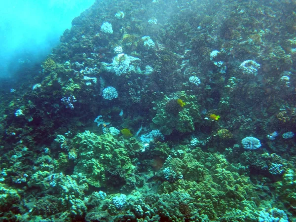 Morze Życie Krateru Molokini Maui Hawaje — Zdjęcie stockowe