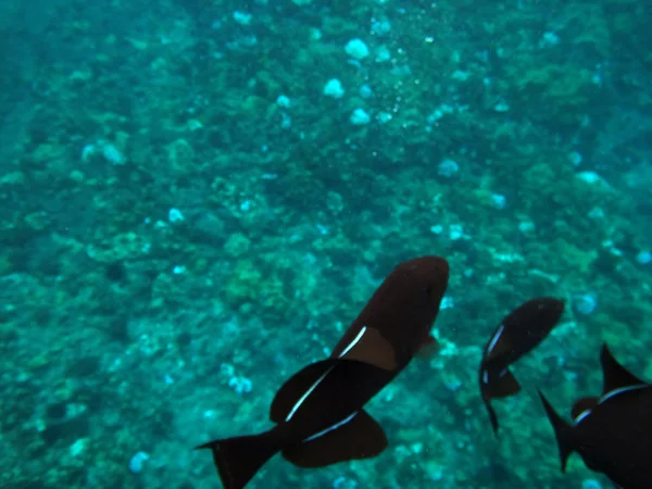 Morze Życie Krateru Molokini Maui Hawaje — Zdjęcie stockowe