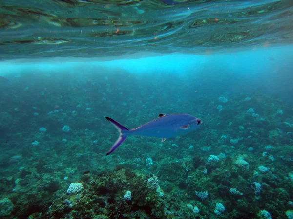 Морская Жизнь Кратера Молокини Мауи Гавайи — стоковое фото