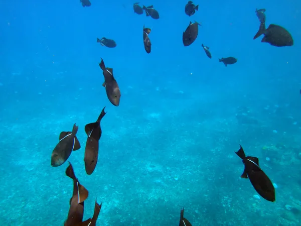 Morze Życie Krateru Molokini Maui Hawaje — Zdjęcie stockowe