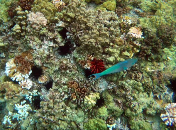 夏威夷茂宜 Molokini 火山口的海洋生物 — 图库照片