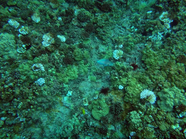 Sea life av Molokini Crater, Maui, Hawaii. — Stockfoto