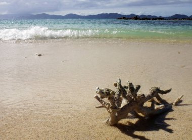 Coral Beach, Doini Island, Papua Yeni Giunea bir parça.