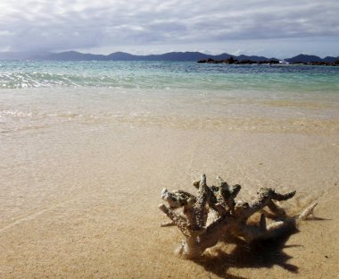 Coral Beach, Doini Island, Papua Yeni Giunea bir parça.
