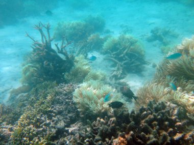 Sealife Doini Island, Papua Yeni Gine.