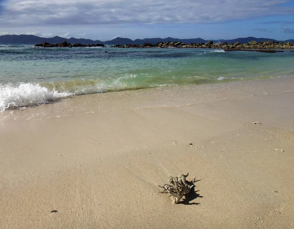 Coral Beach, Doini Island, Papua Yeni Giunea bir parça.