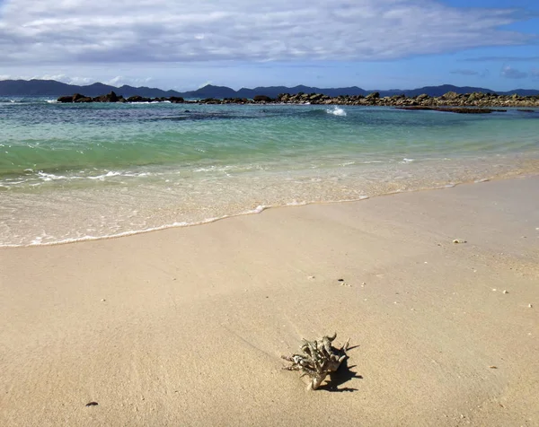 Coral Beach, Doini Island, Papua Yeni Giunea bir parça.